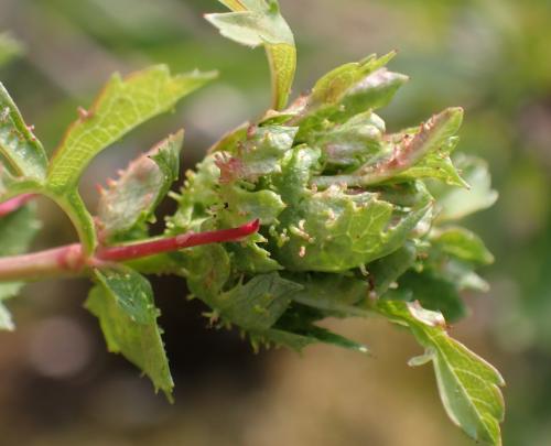 Réf. 334 394 : Dasineura crataegi